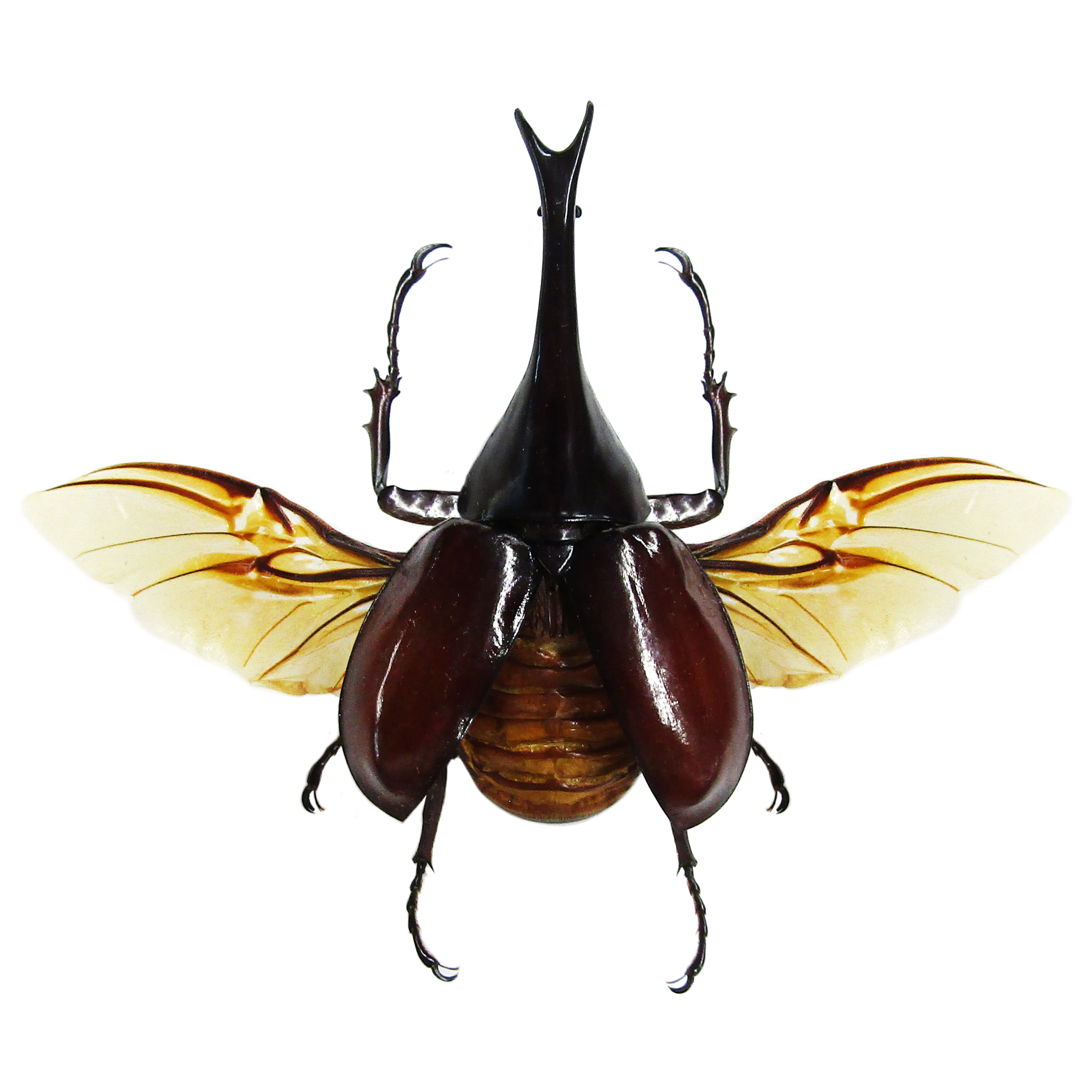 Xylotrupes gideon rhinoceros beetle mounted wings spread Indonesia