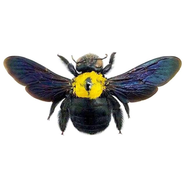 BicBugs Xylocopa confusa yellow carpenter bee Indonesia
