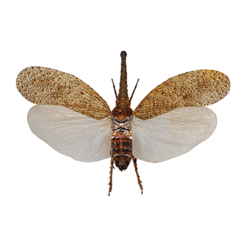 Zanna nobilis white fulgorid leaf hopper Malaysia