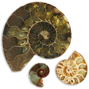 Ammonite extinct shelled cephalopod fossil Madagascar - choose pair or individual