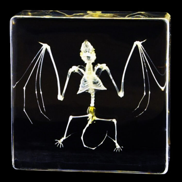 Bat SKELETON resin display