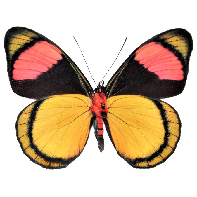 Batesia hypochlora VERSO "Painted Beauty" yellow pink black butterfly Peru