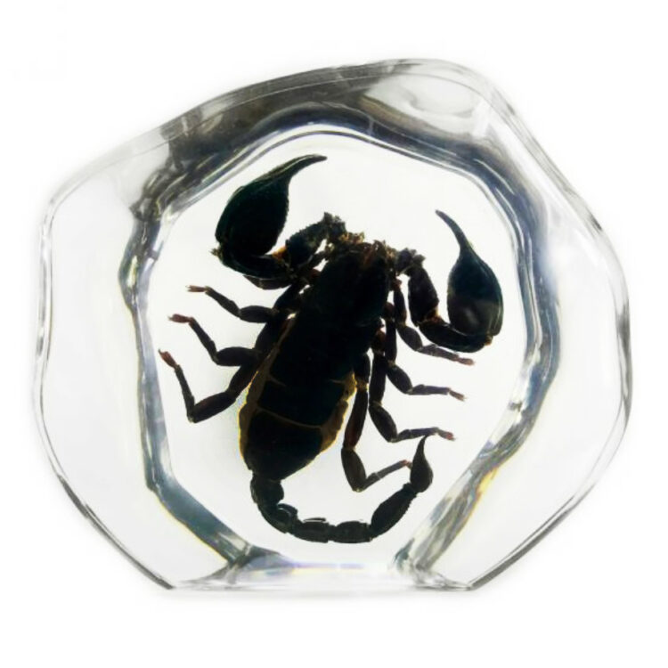 Black scorpion resin display