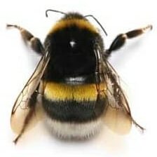 Bombus black yellow bumblebee Russia