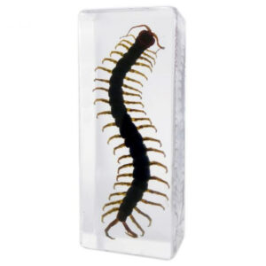 Centipede resin display