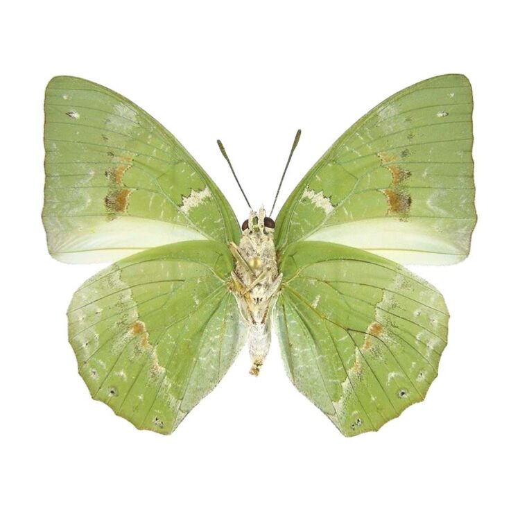 Charaxes subornatus eupale VERSO "Ornate Green Charaxes" butterfly Africa