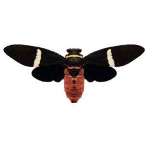 Tosena albata black white cicada Thailand