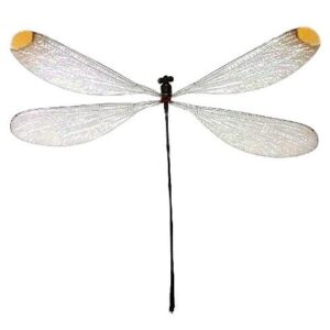 Microstigma rotundatum clear yellow dragonfly damselfly Peru