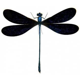 Vestalis luctuosa "Nile Flashwing" blue black dragonfly damselfly Indonesia
