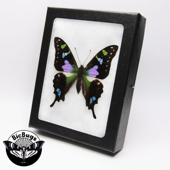 Graphium weiskei "Purple Spotted swallowtail" blue black purple green butterfly Papua New Guinea
