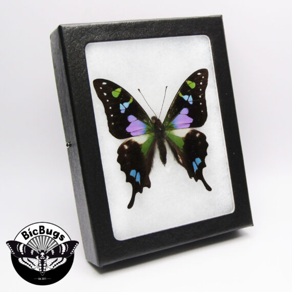 Graphium weiskei "Purple Spotted swallowtail" blue black purple green butterfly Papua New Guinea