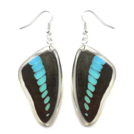 Graphium sarpedon forewing blue butterfly wing earrings