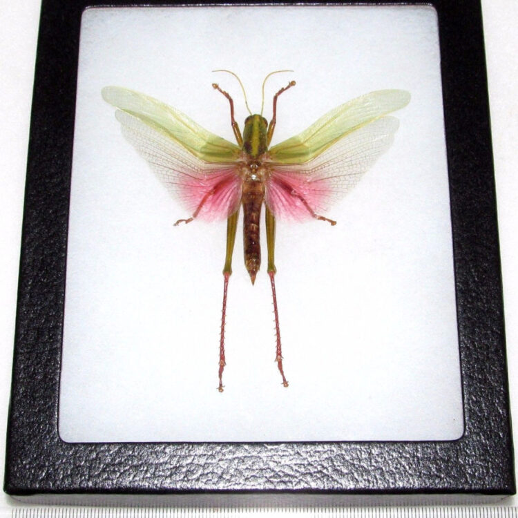 Chondracris rosea pink grasshopper Indonesia framed