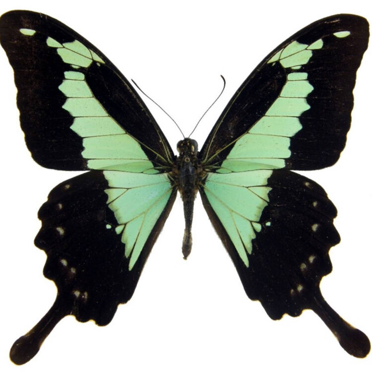 Papilio phorcas "Apple-Green Swallowtail" green black butterfly Africa