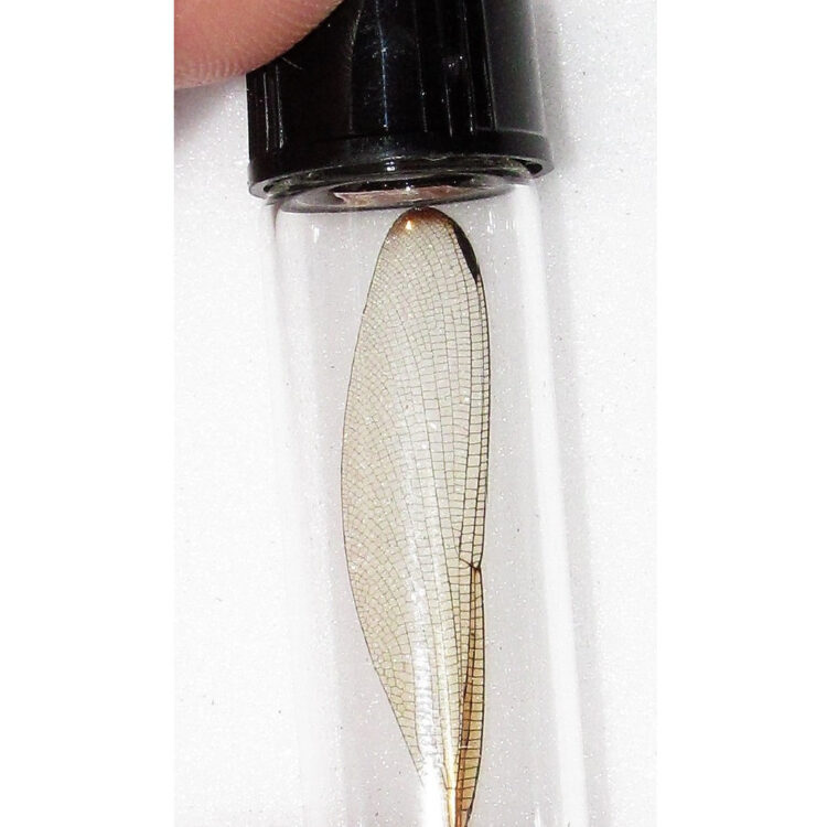 clear dragonfly wing preserved in vial