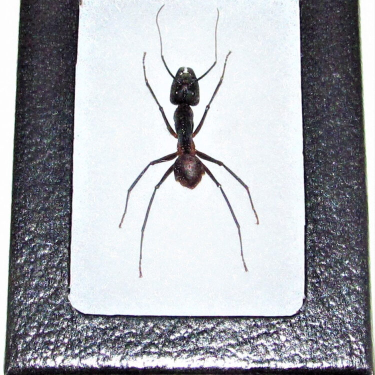 Camponotus gigas framed bullet ant Malaysia
