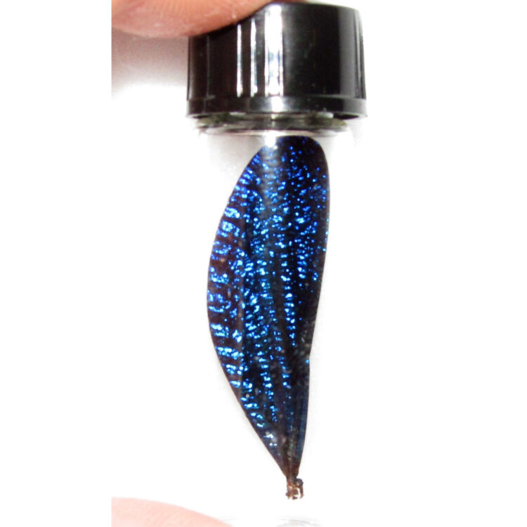 Vestalis melania blue dragonfly wing preserved in vial Malaysia