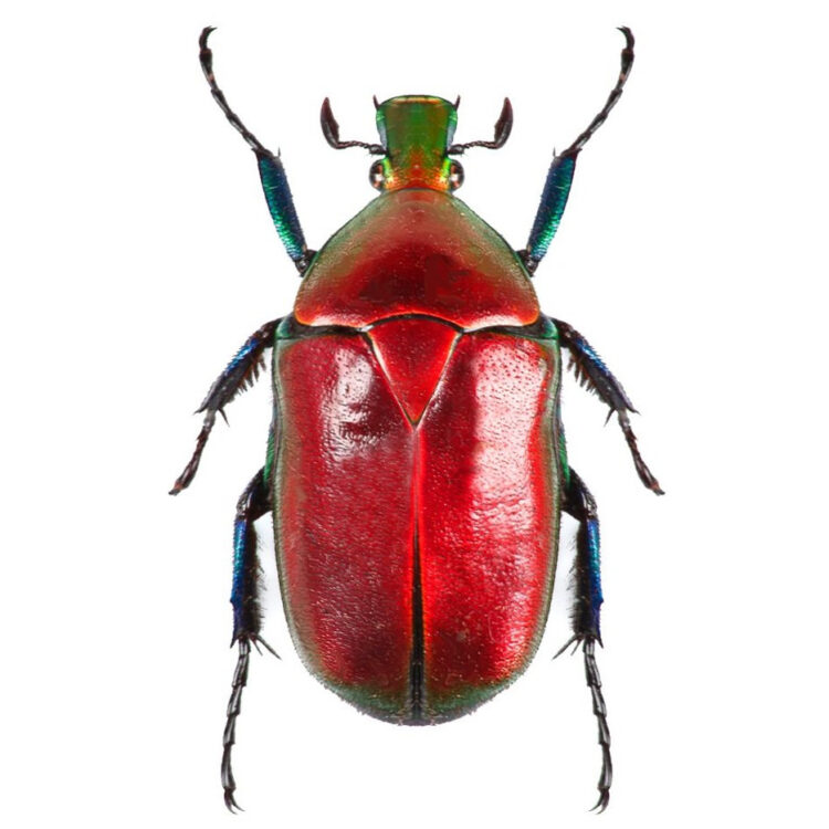 Torynorrhina flammea RED FORM "flower chafer beetle" scarab Thailand