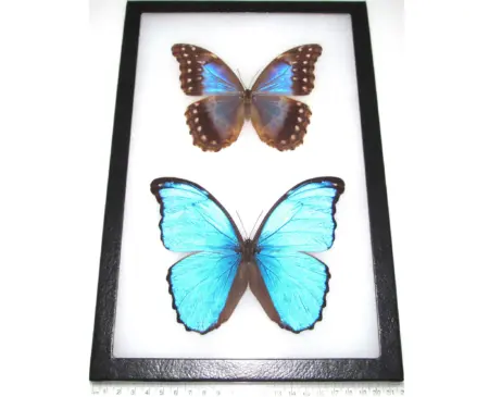 Morpho didius framed blue butterfly pair male female Peru