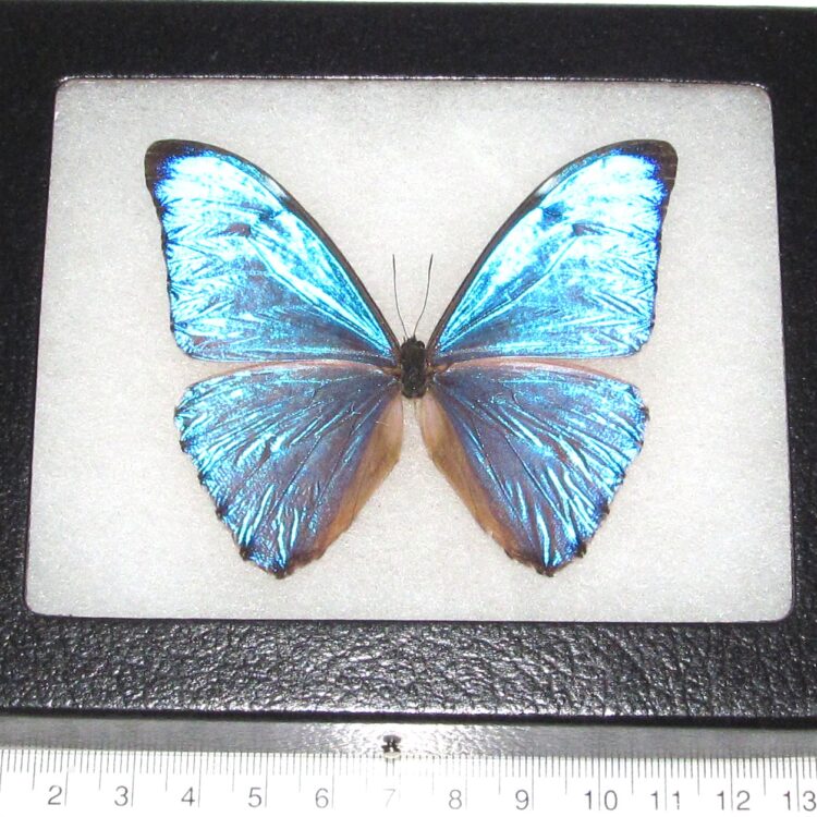 BicBugs Morpho aurora blue butterfly Peru