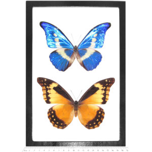 Morpho helena framed pair male female orange blue white butterfly Peru