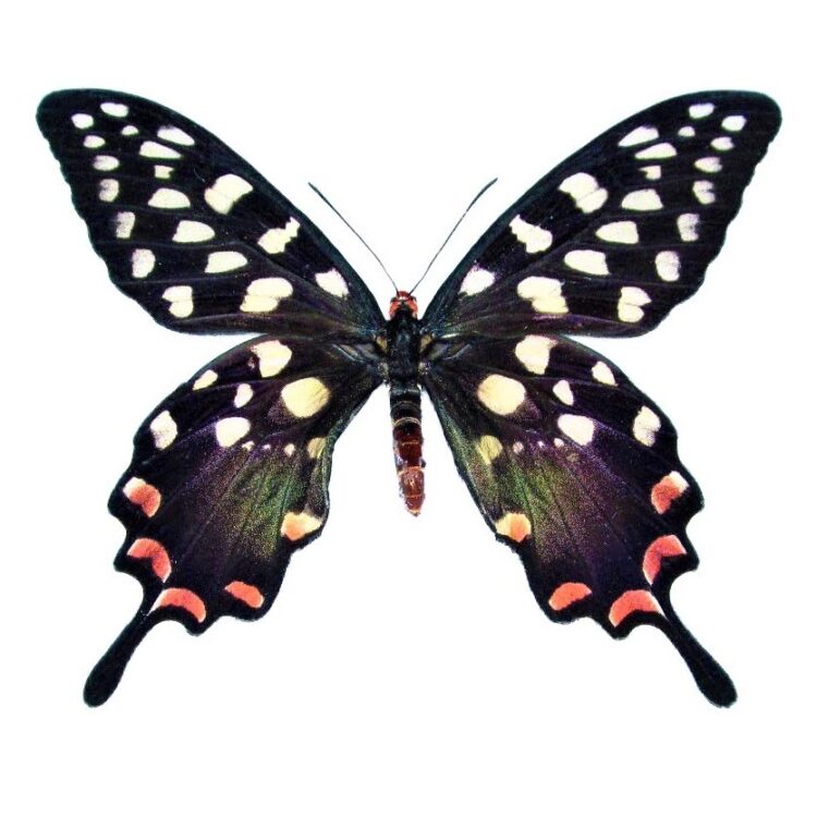 Papilio antenor "Madagascan Giant Swallowtail" pink red black white butterfly Madagascar