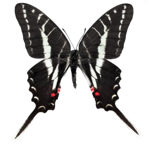 Protographium philolaus "Dark Zebra Swallowtail" red white black butterfly Guatemala