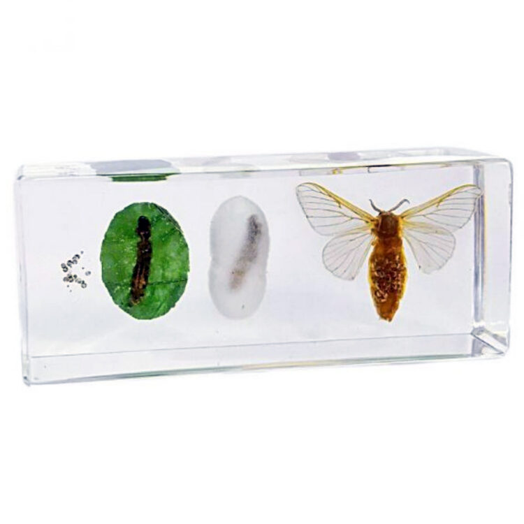 Silkmoth Life cycle resin display