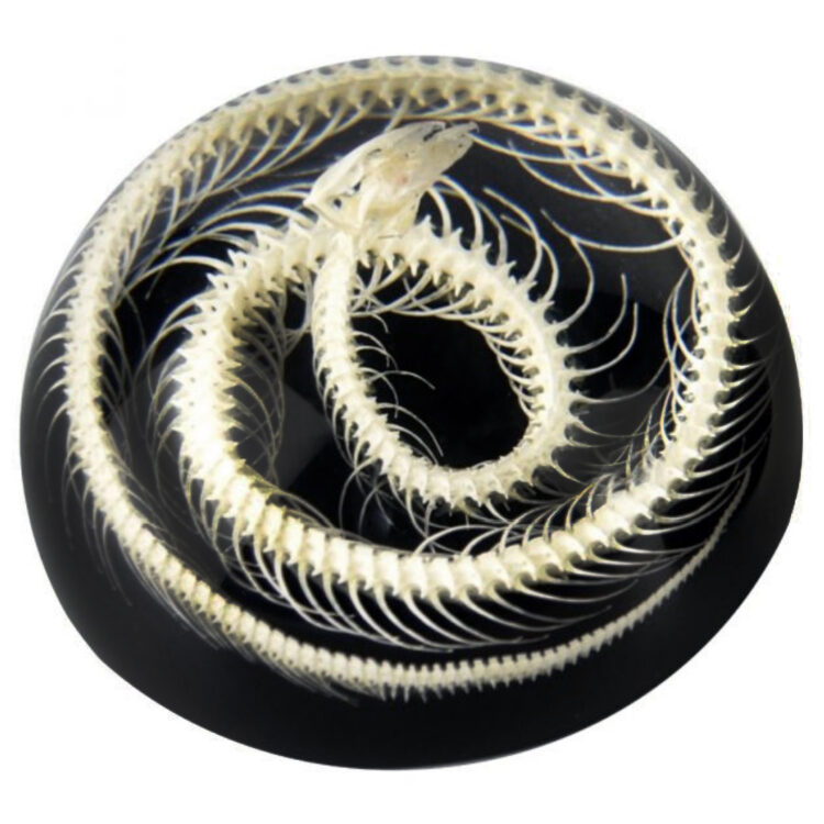 Snake skeleton DOME resin display