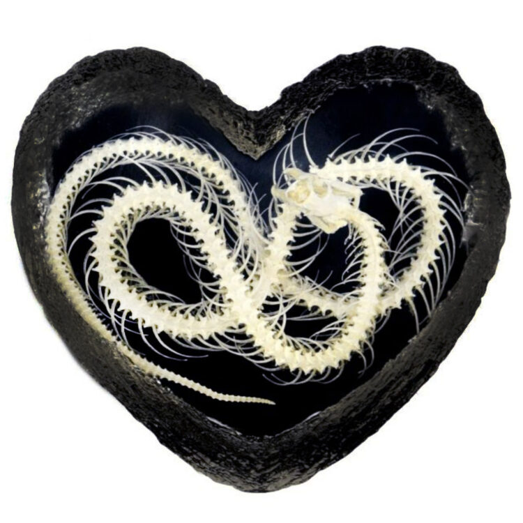 Snake skeleton HEART resin display