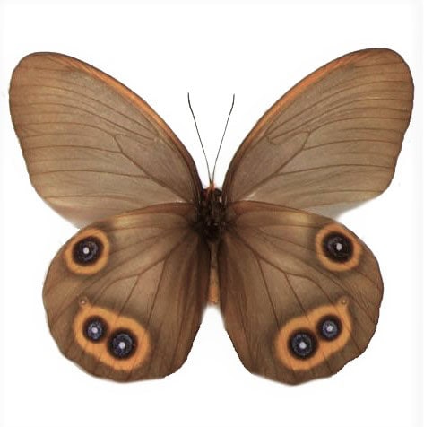 Taenaris domitilla agrippa VERSO "Silky Owl" yellow blue eyed butterfly Indonesia (CIRS)