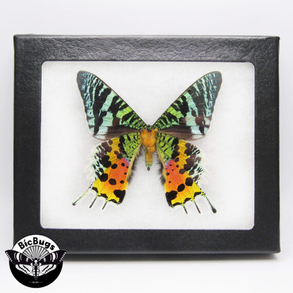 Urania ripheus VERSO "Sunset moth" green pink orange black Madagascar