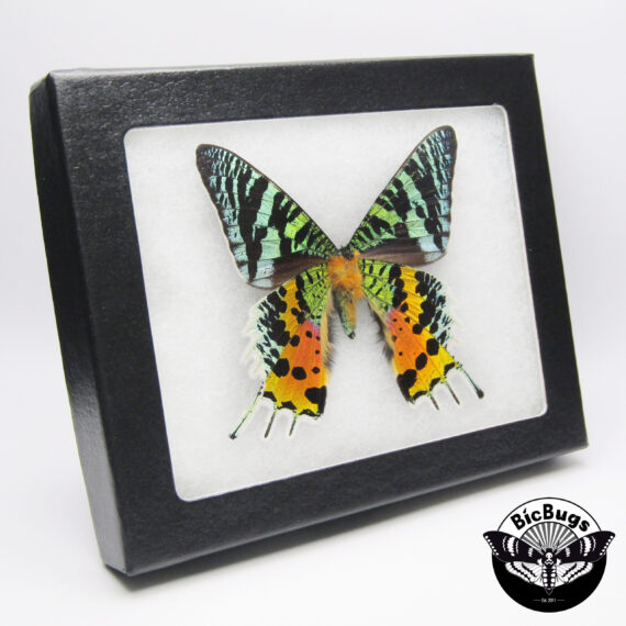 Urania ripheus VERSO "Sunset moth" green pink orange black Madagascar