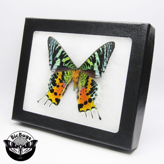 Urania ripheus VERSO "Sunset moth" green pink orange black Madagascar