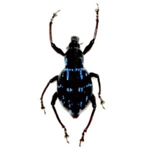 Metapocyrtus species blue black weevil beetle Philippines W1