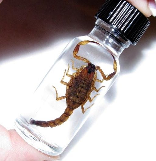 BicBugs Arizona gold bark scorpion wet specimen XL USA in BOTTLE