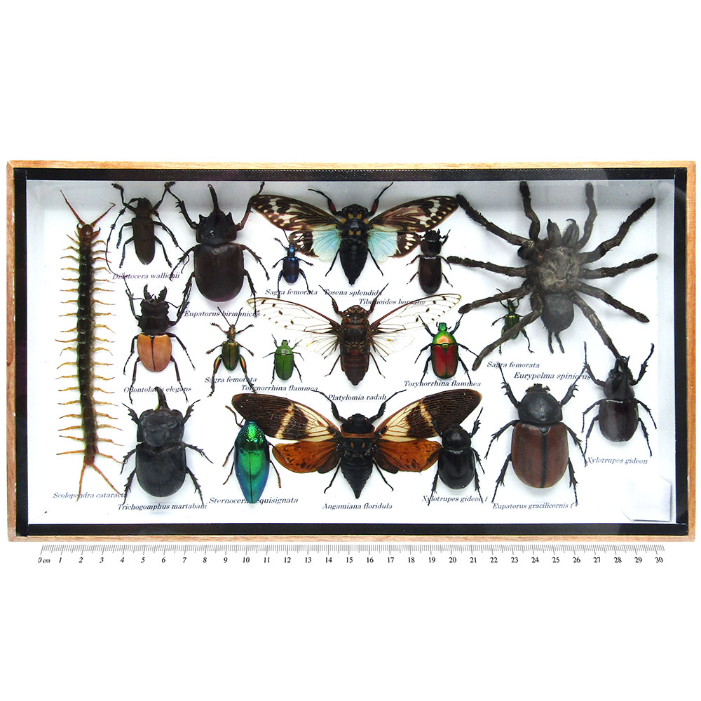 Ty Dye Exotics Mystery Box: Fast Tarantulas, New Species \u0026 A Centipede That  Tried To Bite Me, image size:1000x1000