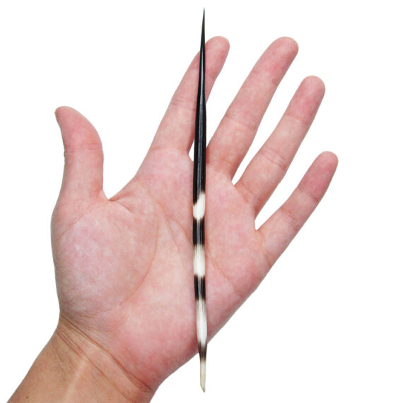 Porcupine Quill 6-8in STOCK 5 with hand