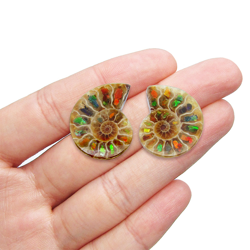 Ammonite PAIR with Canadian Ammolite RARE red blue green yellow rainbow fossilized ammonite shells inlay extinct shelled cephalopod fossil Madagascar (CIRS)