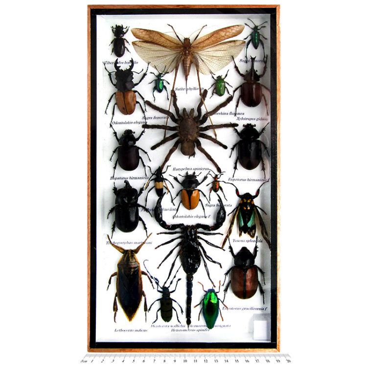 labeled shadow box Sathrophyllia sp. grasshopper Heterometrus spinifer scorpion Eurypelma spinicrus tarantula SB19 (1)