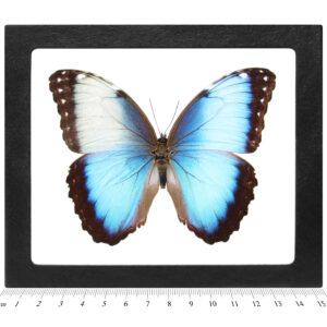 Morpho-peleides-Peru-blue-