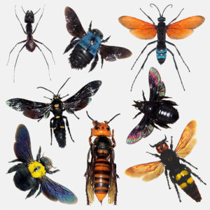 A selection of ant bee bumblebee wasp bug specimens