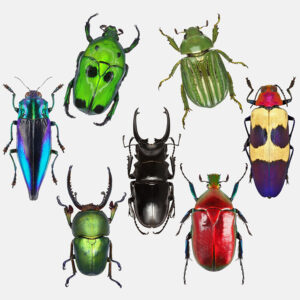 A selection of colorful beetles beetles specimens
