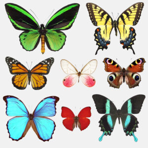A selection of green orange yellow blue butterflies butterfly specimens